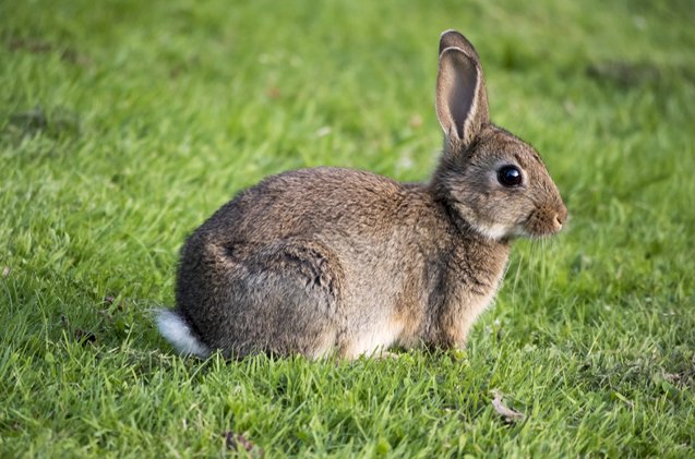 european rabbit