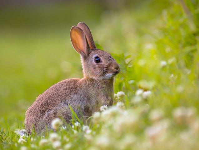 European Rabbit Breed Information and Pictures - PetGuide | PetGuide