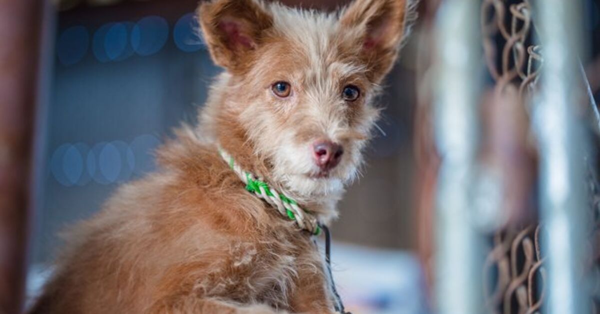 Rattle Dog Breed Health, Temperament, Feeding, Training and Puppies ...