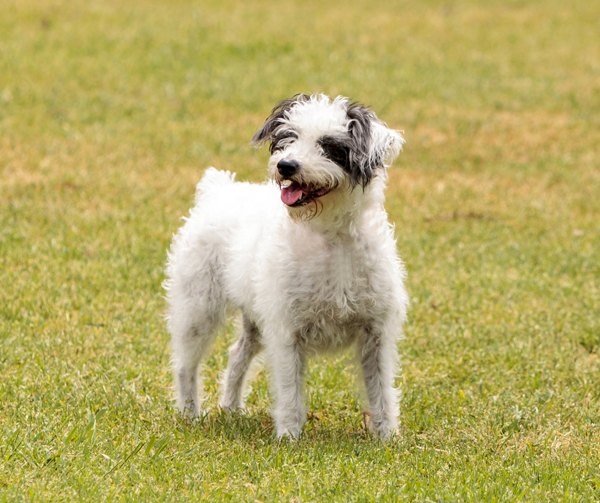 Rattle Dog Breed Health, Temperament, Feeding, Training and Puppies ...
