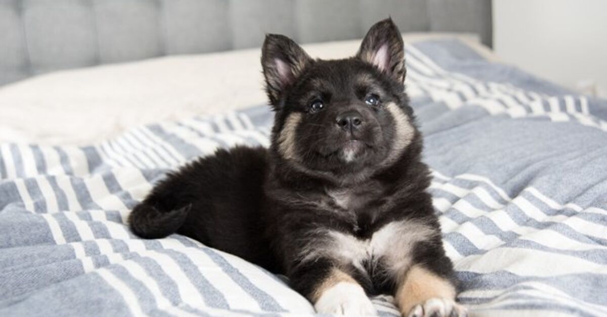 Can A Poodle And A Akita Be Friends