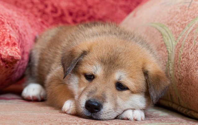Can A Poodle And A Akita Be Friends