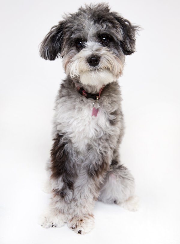 Australian Cattle Dog Poodle Mix: Ultimate Guide