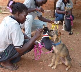 Comfort Dogs Are Changing Lives of Ugandan War Survivors