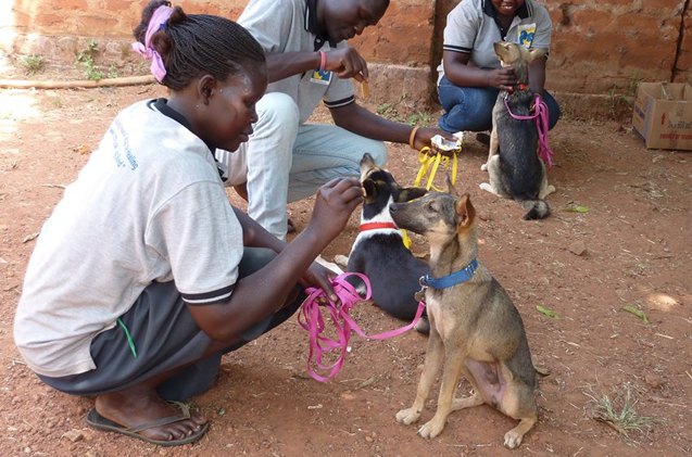 comfort dogs are changing lives of ugandan war survivors