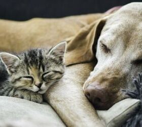 Science Says Dogs Are Smarter Than Cats