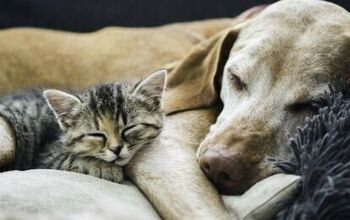 Science Says Dogs Are Smarter Than Cats