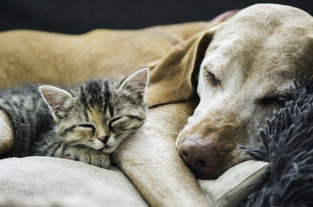science says dogs are smarter than cats