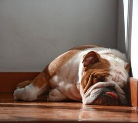 What Causes Dog Snoring?