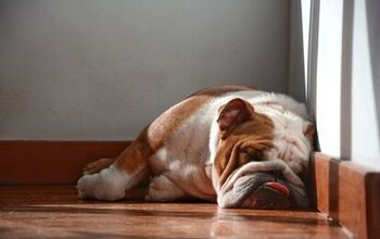 What Causes Dog Snoring?