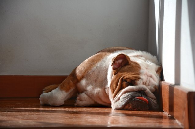 what causes dog snoring