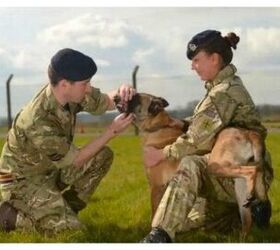 Heroic Military Dogs Saved From Euthanasia After Successful Online Cam