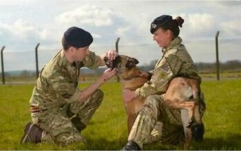 Heroic Military Dogs Saved From Euthanasia After Successful Online Cam
