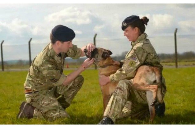 heroic military dogs saved from euthanasia after successful online cam