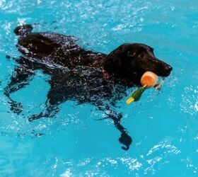 Utah Doggie Daycare Offers State-Of-The-Art Pool for Pups