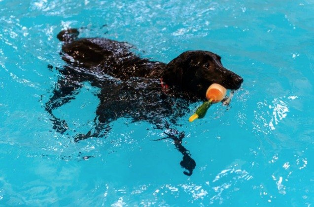 utah doggie daycare offers state of the art pool for pups