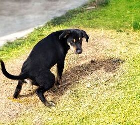 what causes dog pee to turn grass yellow