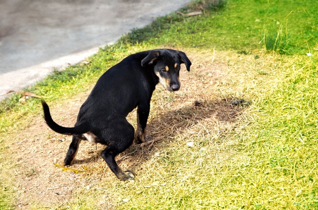 why dog pee kills grass and what you can do about it