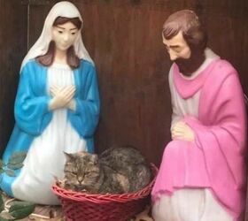 Cat Settles in For a Silent Night in NY Nativity Scene Manger