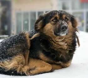 New Law Protects Pennsylvania Dogs From Being Tethered in Freezing Tem