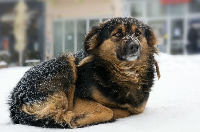 new law protects pennsylvania dogs from being tethered in freezing temps
