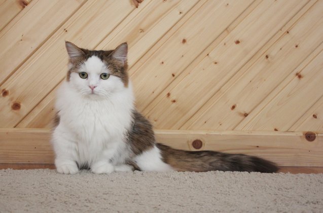 Napolean Tat Napoleon Cat Breed Information and Pictures - PetGuide | PetGuide