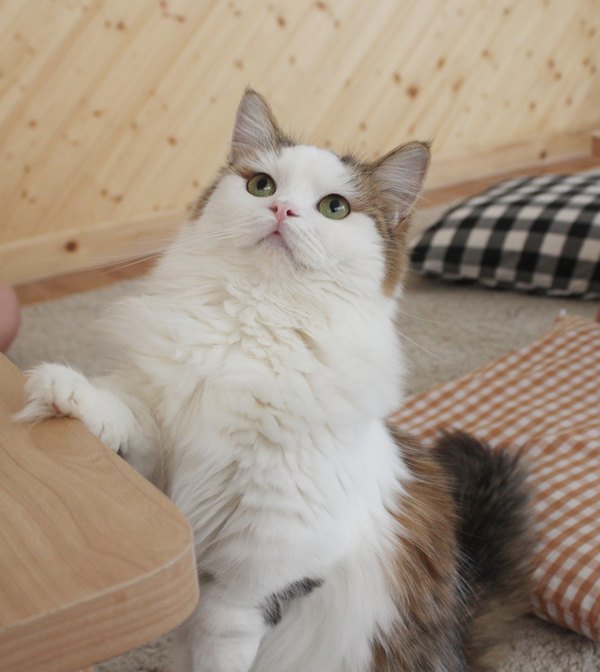 Napolean Tat Napoleon Cat Breed Information and Pictures - PetGuide | PetGuide