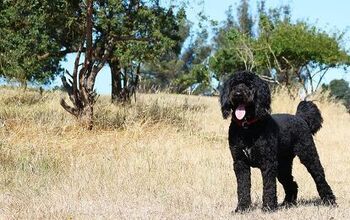 Shepadoodle Dog Breed Information and Pictures - PetGuide | PetGuide