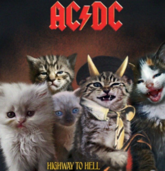 Kitten Album Covers Proves That Cats Rock! | PetGuide