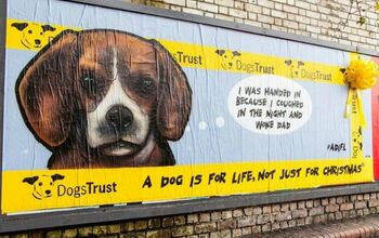 Dogs Trust Reminds Us That Dogs Are For Life, Not For Christmas [Video