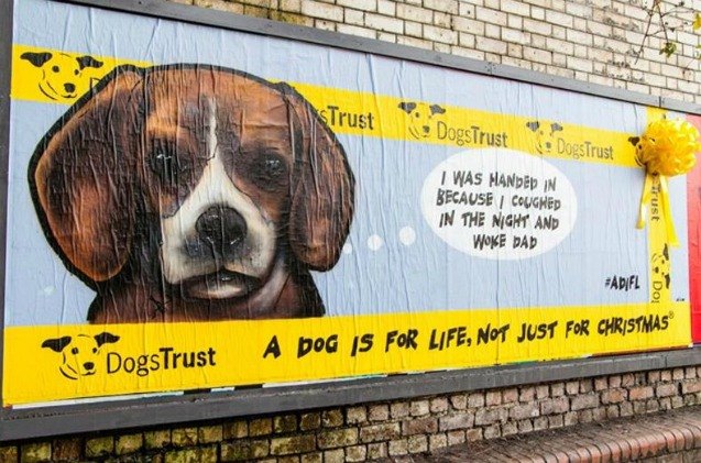 dogs trust reminds us that dogs are for life not for christmas video