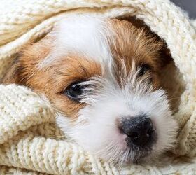 The Symptoms, Causes, and Treatments of Pneumonia in Dogs