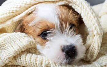 The Symptoms, Causes, and Treatments of Pneumonia in Dogs