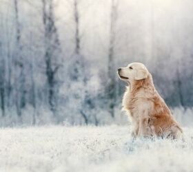 Cancer Research in Golden Retrievers Sheds Light on the Disease in Hum