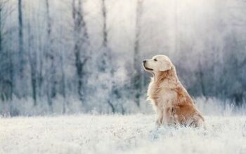 Cancer Research in Golden Retrievers Sheds Light on the Disease in Hum