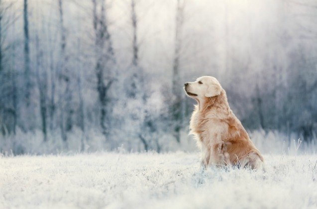 cancer research in golden retrievers sheds light on the disease in hum