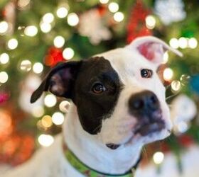 Missouri Legislator Proposes to Eliminate BreedSpecific Bans Across T