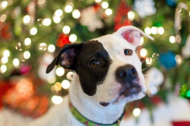 missouri legislator proposes to eliminate breed specific bans across the state