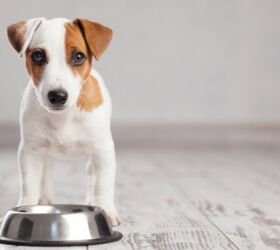 LA Looks at Vegan Diet For All Shelter Dogs, Despite Veterinary Recomm