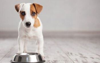 LA Looks at Vegan Diet For All Shelter Dogs, Despite Veterinary Recomm