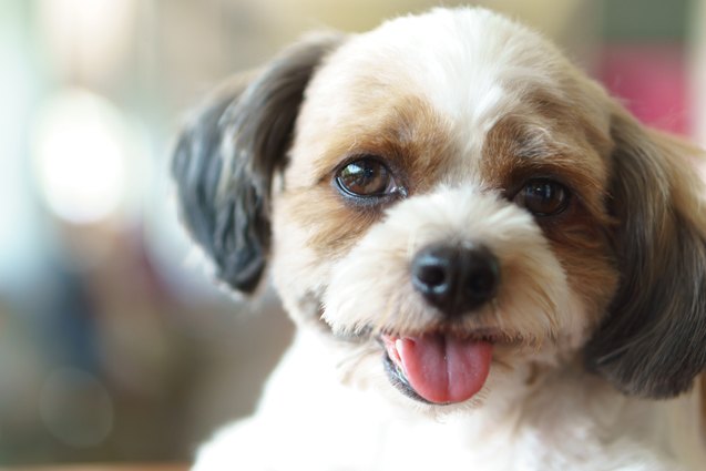 Daisy Dog Breed Health, Temperament, Training, Feeding and Puppies