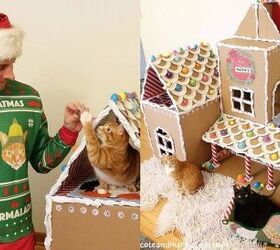 diy gingerbread house for cats is too tempting to resist video