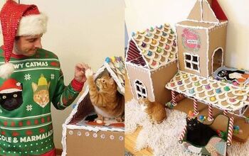 DIY Gingerbread House for Cats is Too Tempting to Resist [Video]