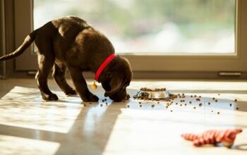 Pet Food Industry Projected to Be Worth $73 Billion Dollars by 2022