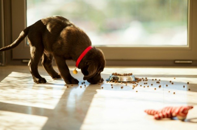 pet food industry projected to be worth 73 billion dollars by 2022