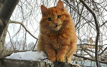 Siberian Crazy Cat Farm Boasts a Million Feline Residents