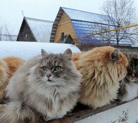siberian crazy cat farm boasts a million feline residents
