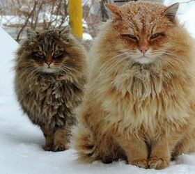 siberian crazy cat farm boasts a million feline residents