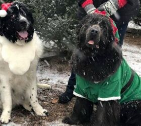 Newfies Bring The Christmas Spirit (and Trees!) on Pennsylvania Farm