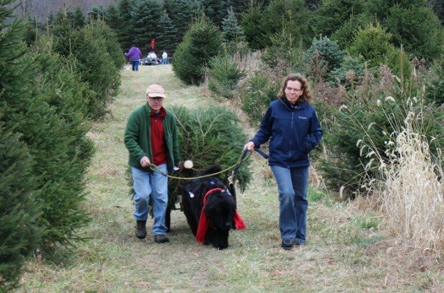 newfies bring the christmas spirit and trees on pennsylvania farm